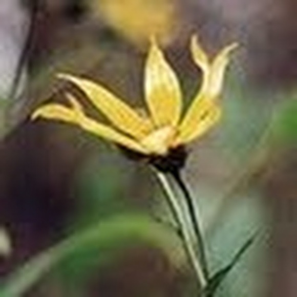 Meet your Posher, Stephanie - Picture 1 of 1